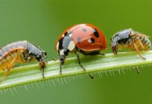 Bugsisdead: Real-Life Transformations in Pest Management