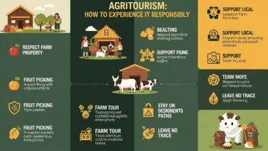 AgTalj: How to Experience It Responsibly